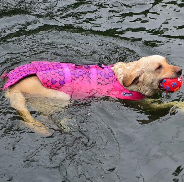 Dog life jacket